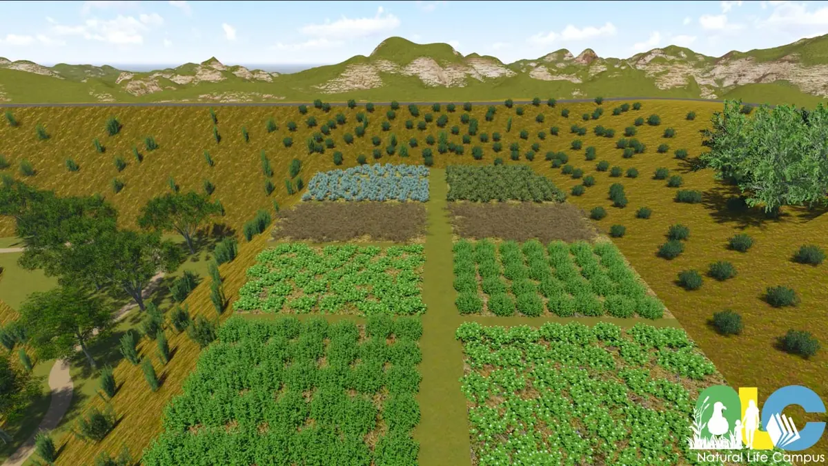 Aromatic and Herb Plants Garden